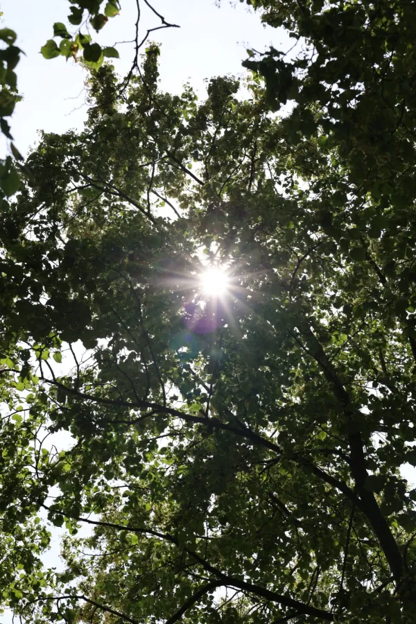 Zonlicht door het bladerdak
